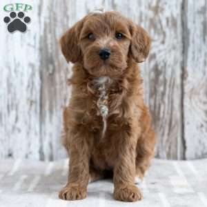 Stefanie, Mini Goldendoodle Puppy
